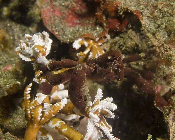 A spider crab in Sulawesi, Indonesia