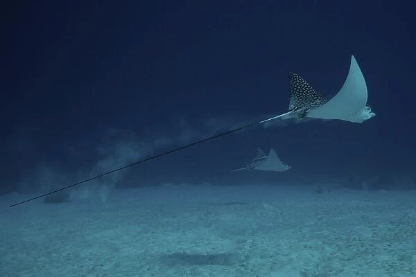 Spotted Eagle Rays glide effortlessly through the water
