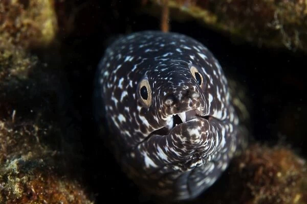 Spotted Moray Eel in its hole
