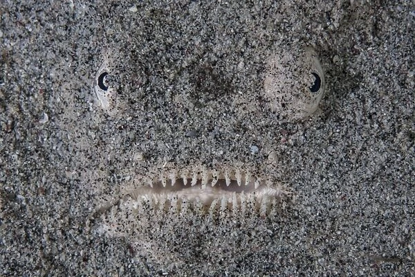 A stargazer fish camouflages itself in the sand