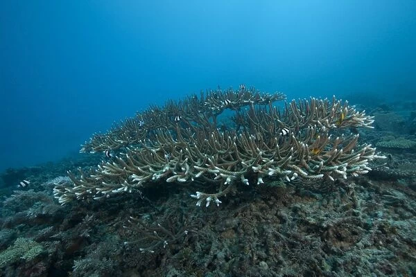 Stony corals in Beqa Lagoon, Fiji