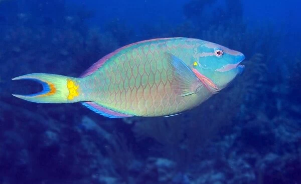 Stoplight Parrotfish on Caribbean reef