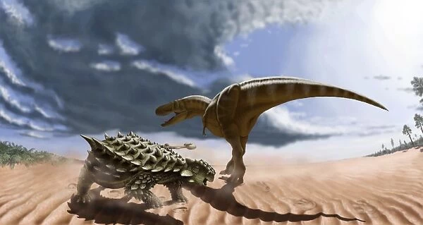 A Tarbosaurus dinosaur and an armored Saichania ankylosaurid