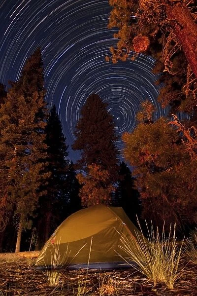 A tent and pine trees against a backdrop of star trails
