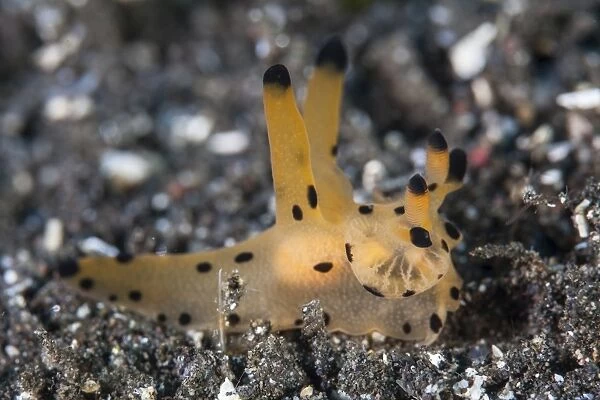 A Thecacera nudibranch crawls across the seafloor