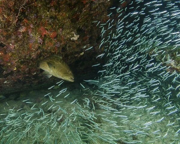 A Tiger Grouper chasing minnows at the Benwood shipwreck