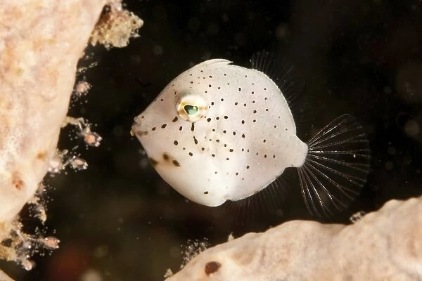Tiny white filefish with small black spots, North Sulawesi