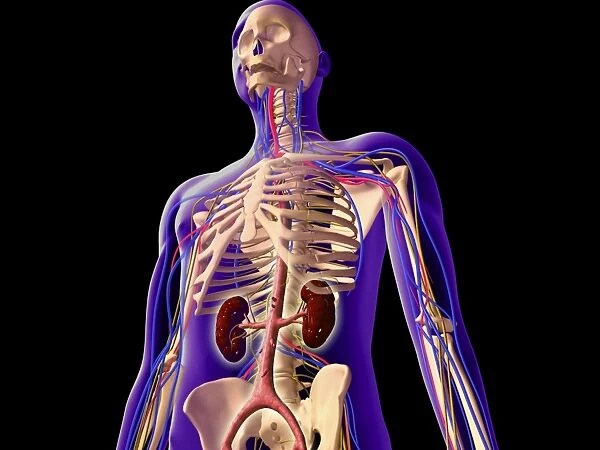 Transparent view of human body showing kidney and skeletal system