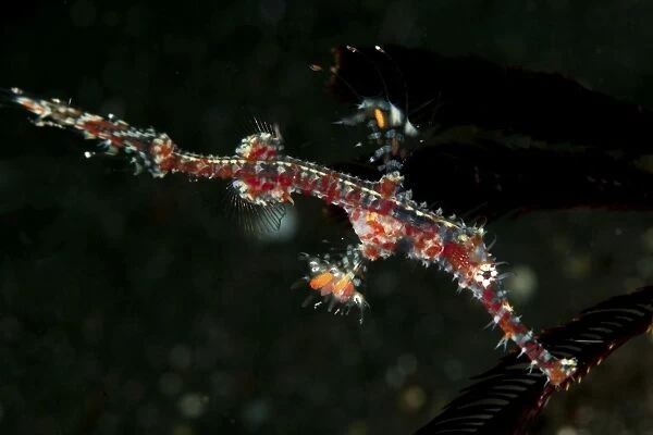 Transparent white and red harlequin ghost pipefish
