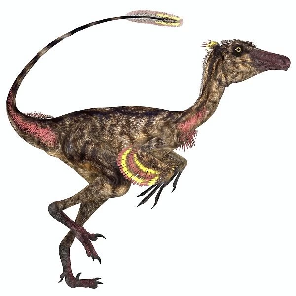 Troodon bird-like dinosaur