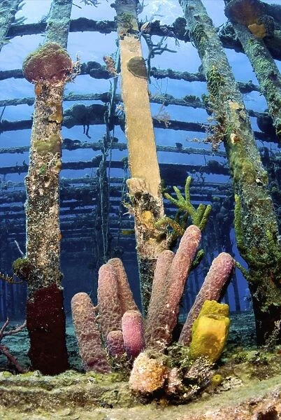 Tube sponges on the Wreck of the Willaurie, Nassau, The Bahamas
