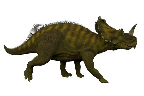 Side view of a Centrosaurus dinosaur