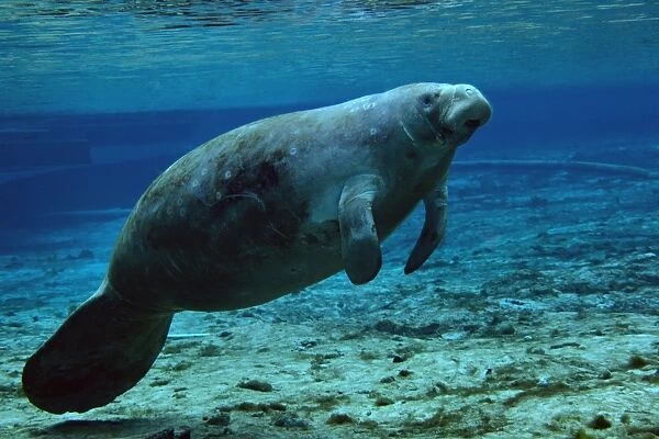 A West Indian Manatee in the shallow freshwater of Fannie Springs, Florida