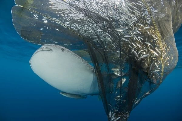 Whale shark swimming around near the surface under fishing nets