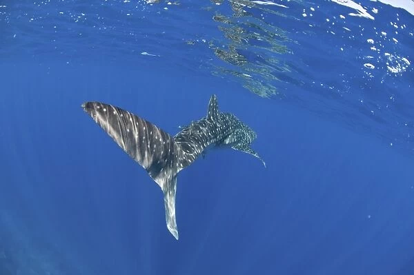 Whale shark tail near surface with sun rays