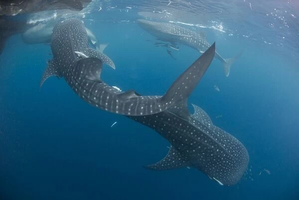 Four whale sharks swimming around near the surface under fishing nets