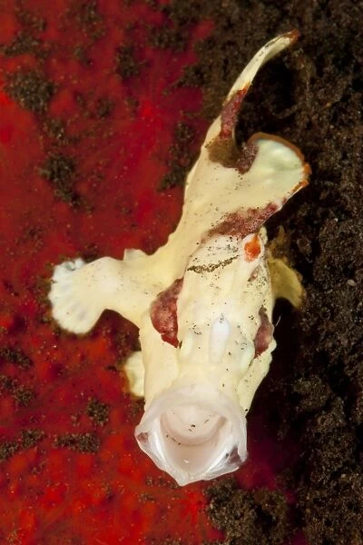 White and red clown frogfish yawning, Bali, Indonesia