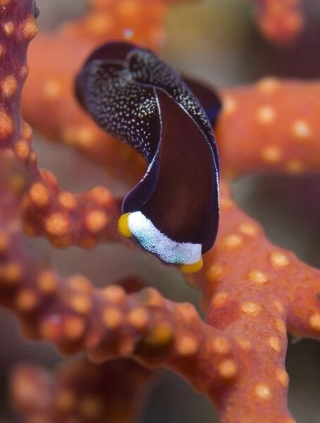 White speckled chelidonura nudibranch on red branching coral