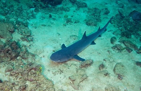 A Whitetip Reef Shark laying on the sany bottom off the coast of Fiji