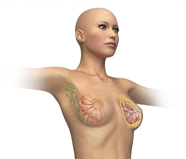 Woman torso with breast cutaway, cross section