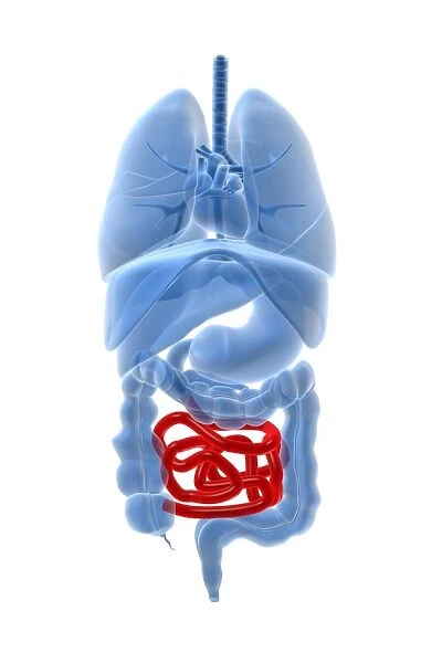 X-ray image of internal organs with small intestine highlighted in red