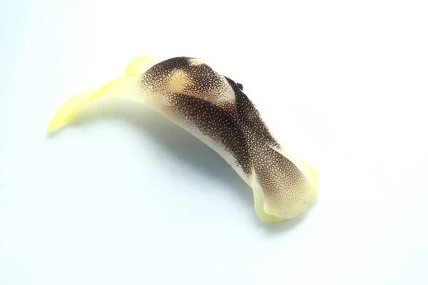 Yellow and brown headshield slug on white background