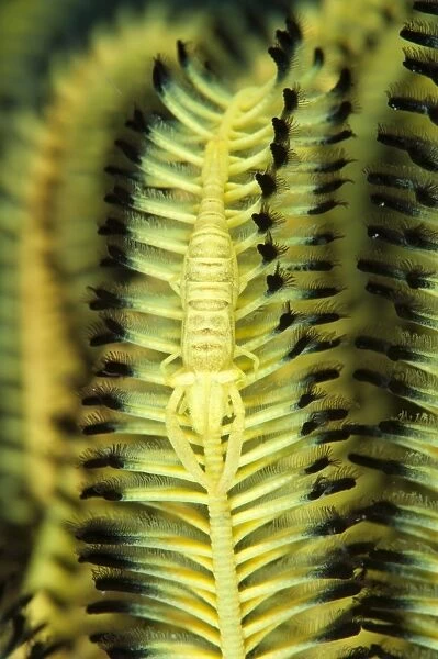 Yellow commensal shrimp on crinoid