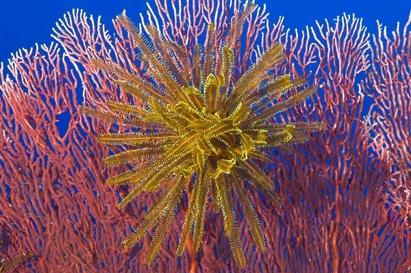 Yellow feather star on red sea fan, Papua New Guinea