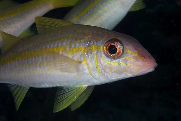Yellow Goatfish, Bonaire, Caribbean Netherlands