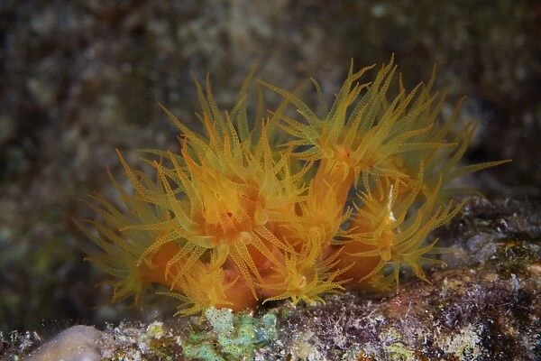 Yellow Tubastrea coral feeding at night