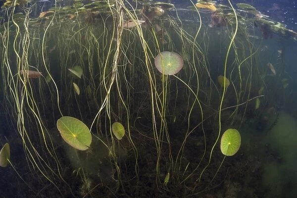 Young lily pads grow to the surface along the edge of a freshwater lake