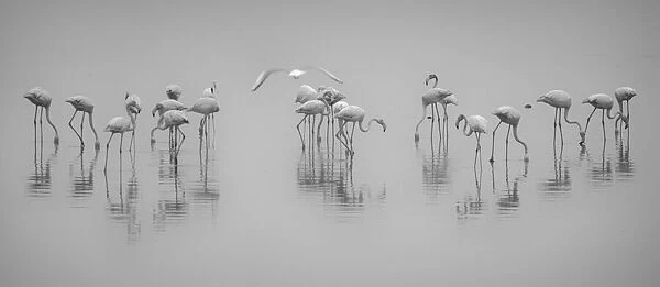 Get down. Ahmed Thabet