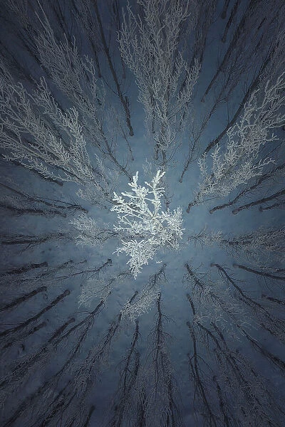 Aerial Snow Tree