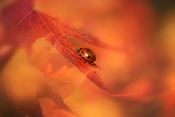 Autumn Ladybird