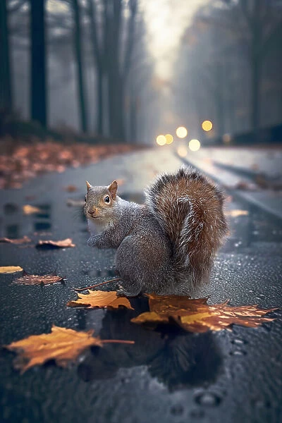 AutumnSquirrel