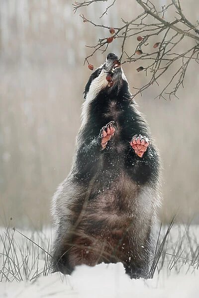 Badger with rosehips