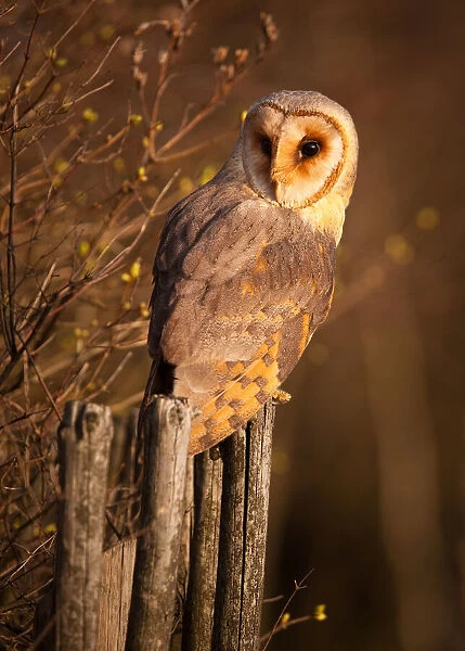 Barn Owl. Robert Adamec