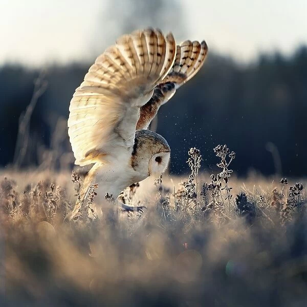 Barn owl at sunrise
