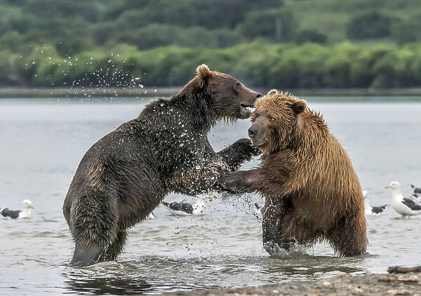 Bear and bear