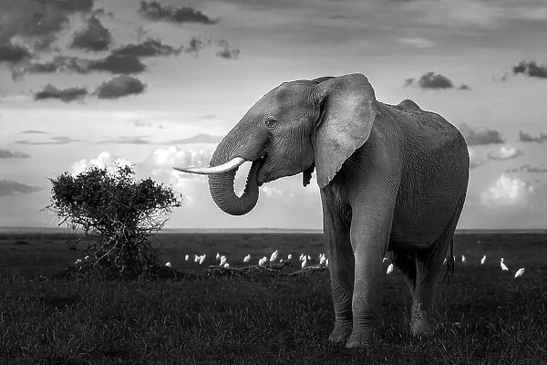 Beautiful Elephant