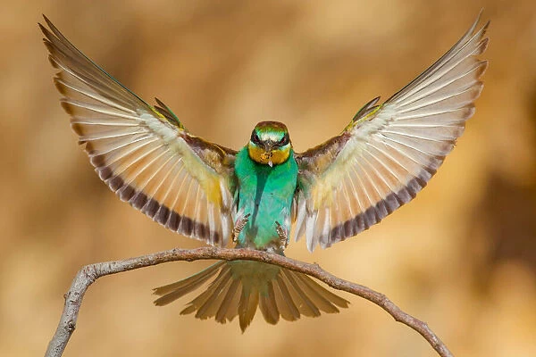 Bee-eater. David Manusevich