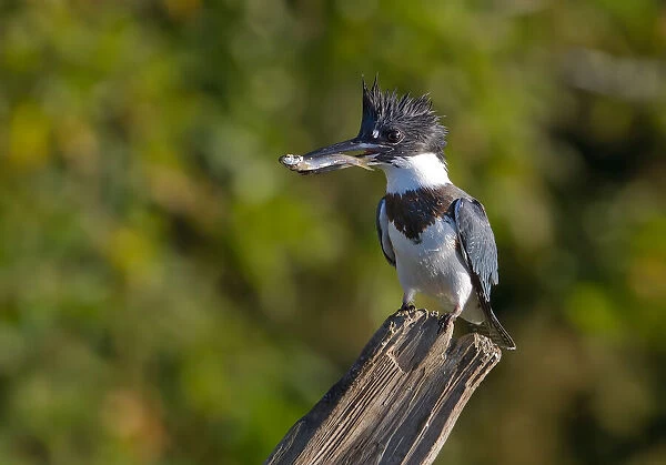 Belted kingfisher with fish