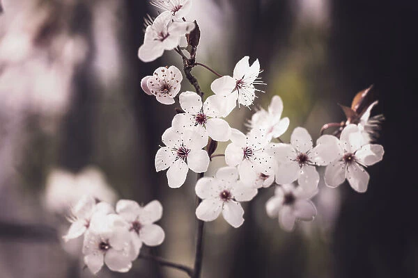 Blossoms. Kathrin Pienaar