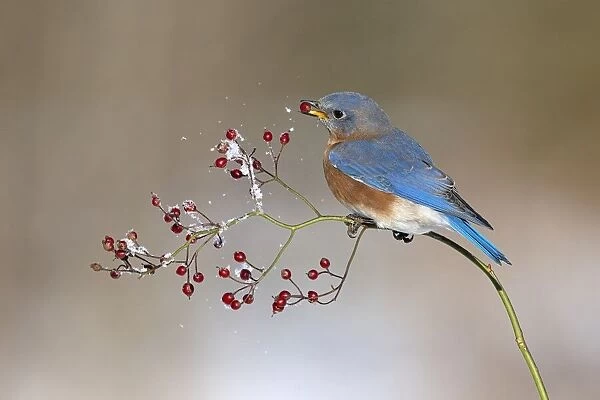 Blue bird in winter