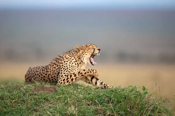 Bored Cheetah