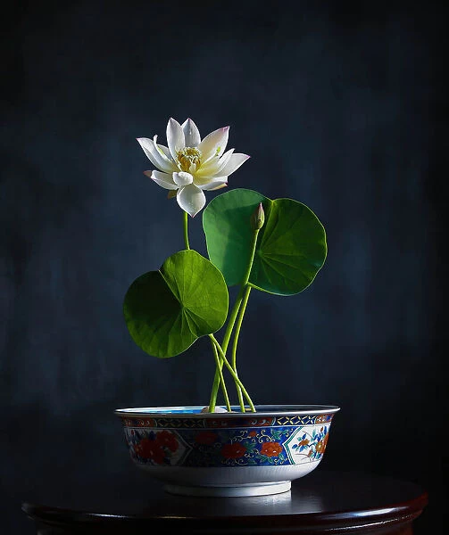 Bowl Lotus