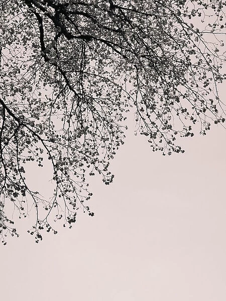 Branches against the sky