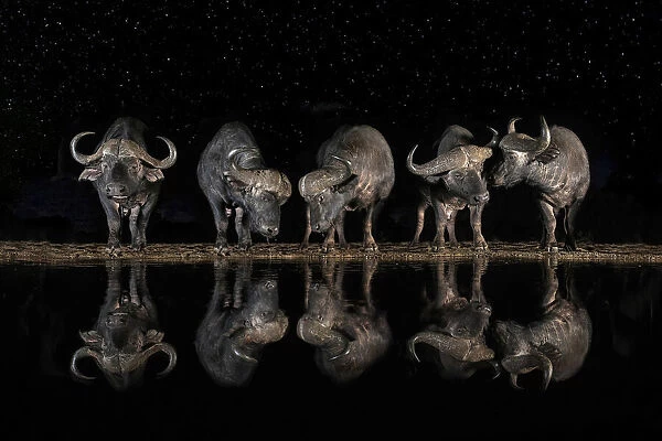Buffaloes in the waterhole at night