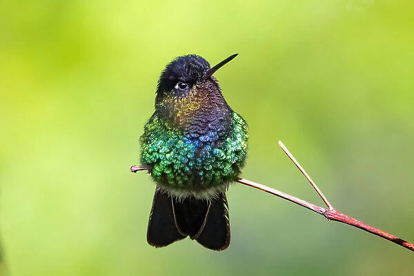 a bumming bird with attitude