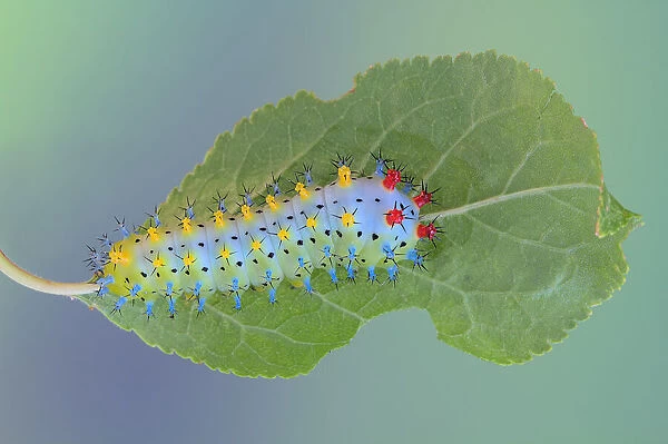 Cecropia Moth caterpillar